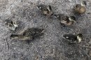 Открыть во весь экран